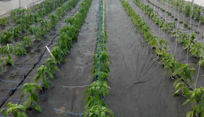 Cílená závlaha při zavlažování paprik ve skleníku.